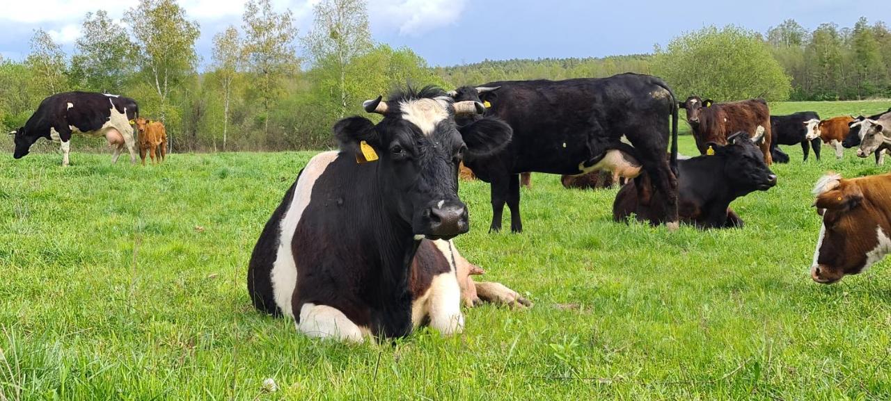 Domek Mazury - Jezioro Orzysz Ngoại thất bức ảnh